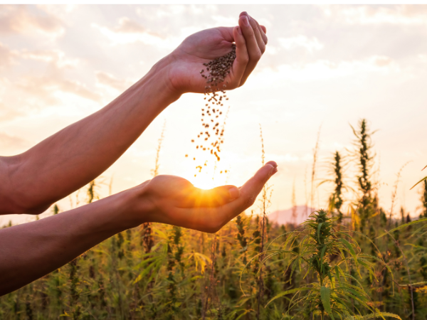 Hemp farmer with sunset catching seeds in hand